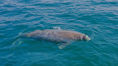 Abu Dhabi's marine ecosystem thrives with coral, dugong, and turtle