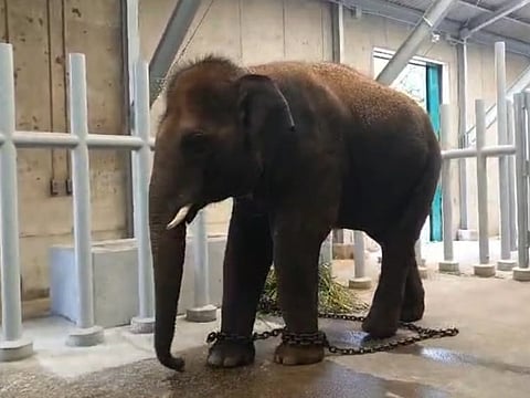 The elephants are now settling into their new home at Himeji Central Park in Japan’s Hyogo Prefecture.