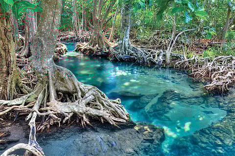 Racing against time: A global call to save the world’s mangroves