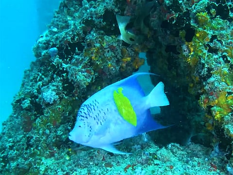 Scientific surveys conducted at the site show a notable rise in the presence of native fish species, including snappers, groupers, and barracuda.