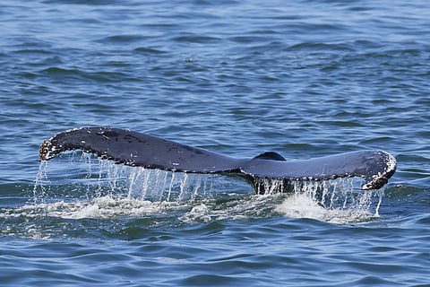 A humpback whale surfaces in the Atlantic Ocean on July 28, 2025 off the coast of Long Beach, New York.