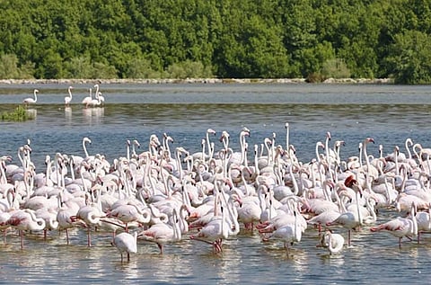 How Abu Dhabi's protected reserves are a global model for conservation