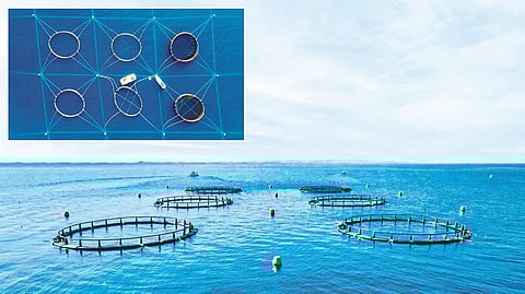Abu Dhabi's Dalma Fish Project uses AI to boost sustainable aquaculture in the UAE