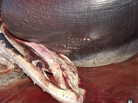 The whale was reportedly trapped in abandoned fishing gear