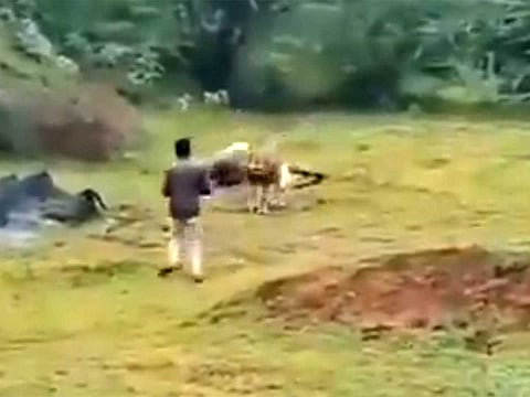 Video: Man's risky encounter with feeding lion in India