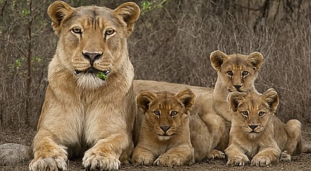 Barda wildlife sanctuary emerges as model for Asiatic lion conservation
