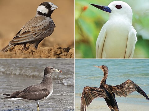 Abu Dhabi welcomes two million migratory birds each year