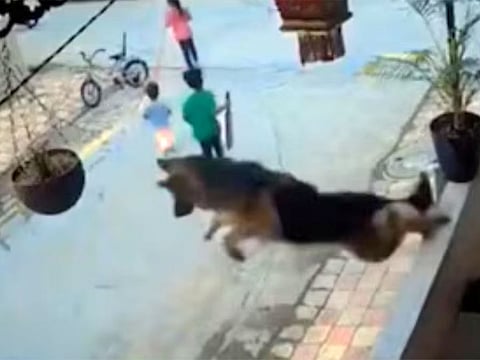 Hero dog goes viral: German Shepherd saves kids as stray dog debate heats up