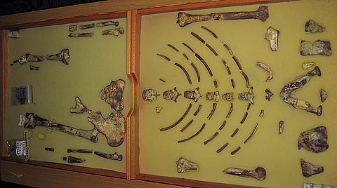 The framed hominid fossil "Lucy," is seen at an exhibition at the Ethiopian Natural History Museum in the Ethiopian capital of Addis Ababa, Tuesday, Oct. 24, 2006.
