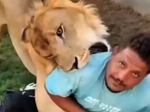 Libyan farm owner arrested for allegedly releasing lion on Egyptian worker