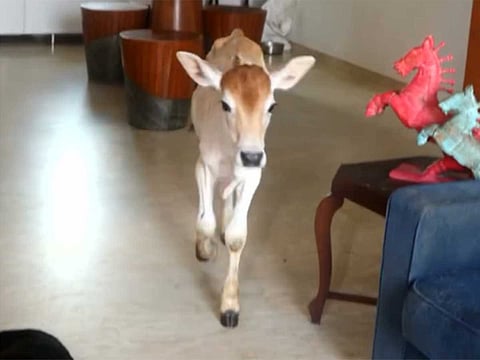 Rescued calf 'Mr Alex' finds unlikely home in India high-rise
