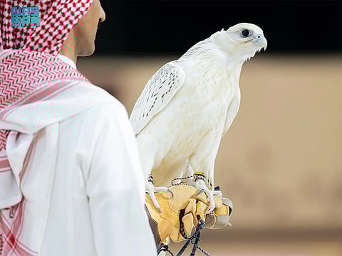 Saturday night’s highlight was the sale of a Super White Pure Gyr Farkh from US-based RX farm, which fetched SR1.2 million — the highest price at this year’s auction so far.