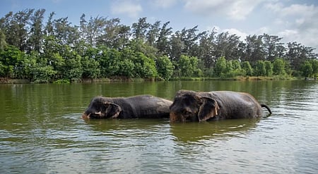 The PILs were filed just days after thousands of residents in Maharashtra’s Kolhapur staged protests against Vantara, an animal rescue and rehabilitation centre managed by Anant Ambani — son of industrialist Mukesh Ambani—and supported by Reliance Industries Limited and the Reliance Foundation.