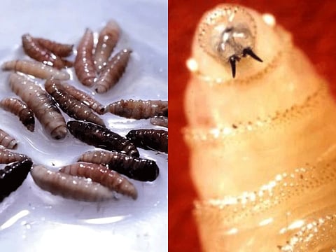 Larvae of the crewworm fly collected from cows.