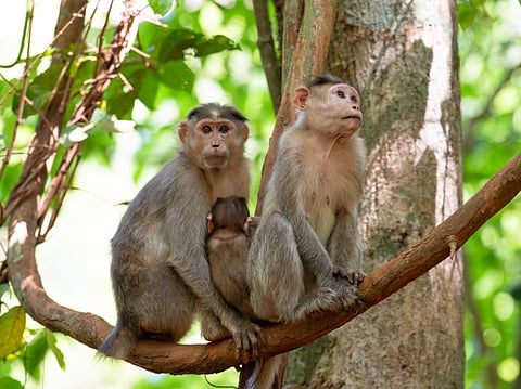 Monkey’s mischief sparks money rain frenzy in India