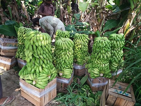 Pakistan's banana harvest records doubles increasing profit margins for farmers.