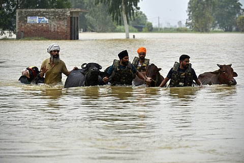 Local men along with Indian Army personnel rescue their cattle through the flooded waters of the Beas river at Mand village in the Kapurthala district of India.
