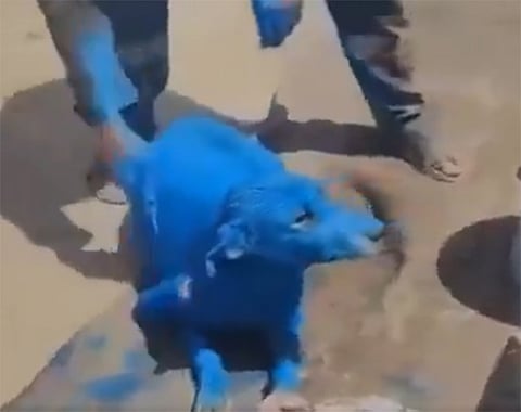Viral video shows man painting dog blue, triggers outrage