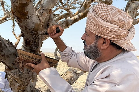 A harvester collects frankincense resin from a Boswellia tree, in the Dawkah valley in Oman.