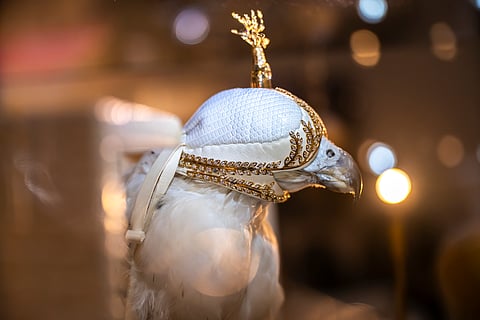 This year’s ADIHEX, held at ADNEC Centre Abu Dhabi, has placed falconry firmly in the spotlight.