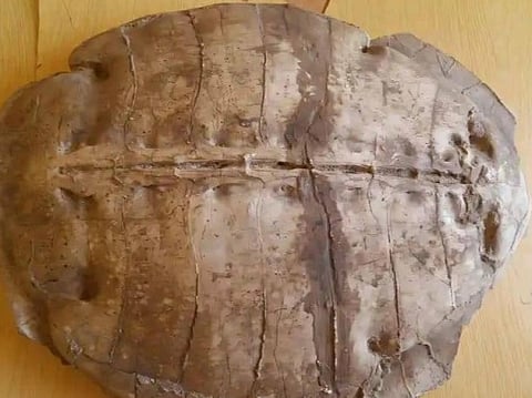 'Syriemys lelunensis' dates back to the early Eocene epoch.