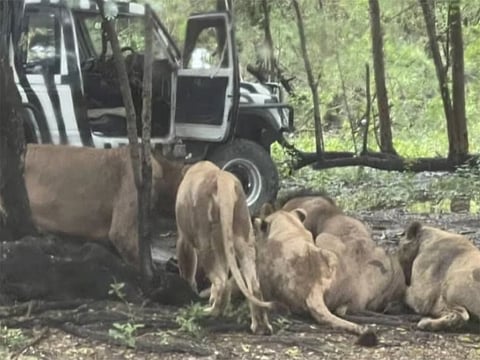Zookeeper mauled to death by lions at Safari World Bangkok
