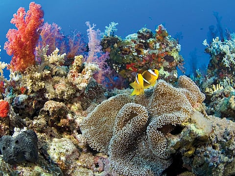 The Marawah Marine Biosphere Reserve in Abu Dhabi is the largest marine protected area in the UAE and contains coral reefs, mangroves, and sabkhas.