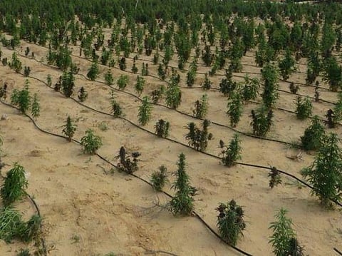 Egypt busts billion-pound drug farm in Ismailia desert raid