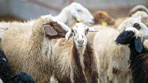 ADAFSA urges immediate registration of untagged livestock