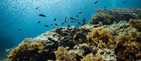 Violation detected for “collecting oysters” without legal permit in Abu Dhabi marine reserve