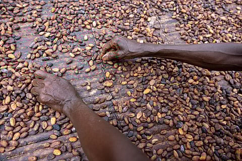 African cocoa harvest might improve but your chocolate prices won’t.