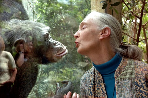 Jane Goodall, the world's foremost authority on chimpanzees, communicates with chimpanzee Nana, on June 6, 2004, at the zoo of Magdeburg in eastern Germany.