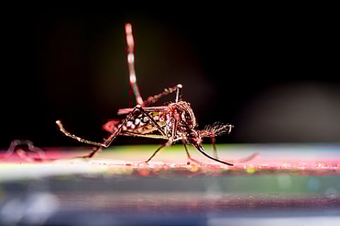 Study shows that the size, severity of chikungunya outbreaks are unpredictable.
