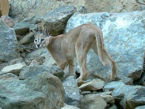 The Arabian lynx plays a vital ecological role as a top predator, helping maintain balance within mountain ecosystems.