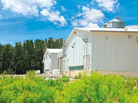 Al Jazira Poultry Farm leads UAE egg market with innovative offerings