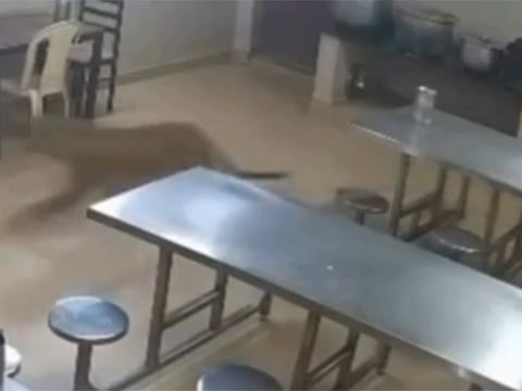 CCTV footage captured a leopard entering a tea estate canteen.