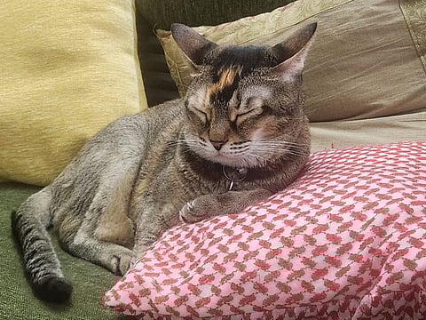 You might think cats are not like dogs; the truth is that they just need a slightly different approach