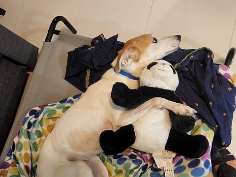 Some pups don’t stop playing even when they’re exhausted—or worse, injured.