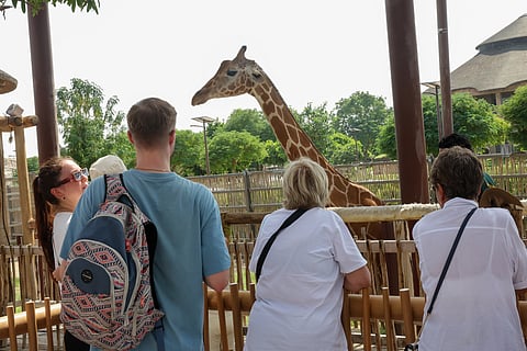 Visitors feeding a giraffe at Dubai Safari Park.