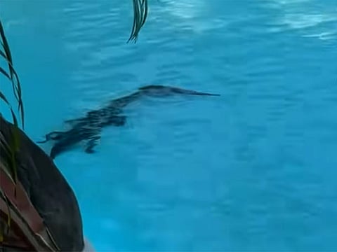 Crocodile cools off in luxury resort pool in Australia as guests sunbathe nearby