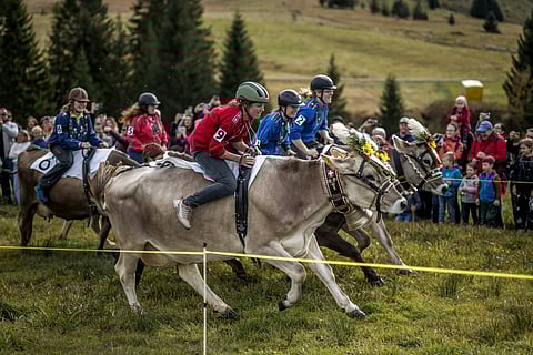 Racers ride their cows during the Cow Race Grand Prix, a two-round race exclusively for female jockeys and the only event of its kind in Switzerland, held in the Alpine resort of Flumserberg.