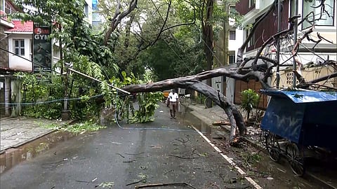 Trees uprooted in the Choolaimedu area due to heavy rainfall, in Chennai on Wednesday.