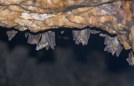 Scientists detect new Covid-like virus from moustached bats in Brazil