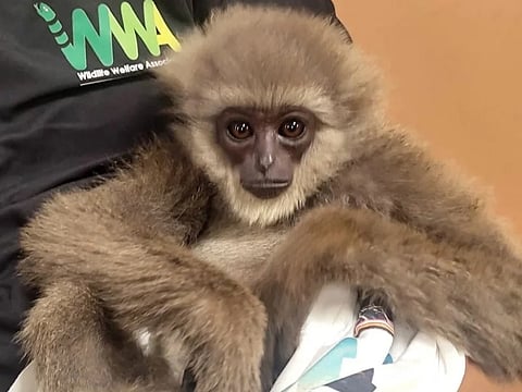 This handout picture taken and released by Customs Mumbai International Airport on October 30, 2025, shows a silvery gibbon as it was seized from a checked baggage of a passenger travelling from Malaysia via Thailand, at Mumbai International Airport.