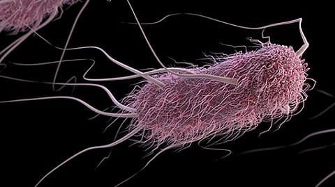 Recent Salmonella contaminations found by US and Canadian health authorities led to recalls of products sold to customers.