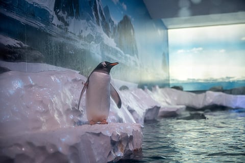 This handout image taken on October 19, 2025 and received by wildlife charity Born Free on November 11, 2025 shows a gentoo penguin inside an enclosure at London Sea Life Aquarium in London.