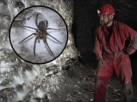 Scientists have just uncovered what might be the world’s largest spiderweb, tucked away deep inside a sulfuric cave on the Albania–Greece border — and it’s a real web-tastic wonder! This colossal sheet covers a whopping 106 square meters (that’s bigger than half a tennis court!) and is home to more than 111,000 spiders, creating a true spider megacity.
