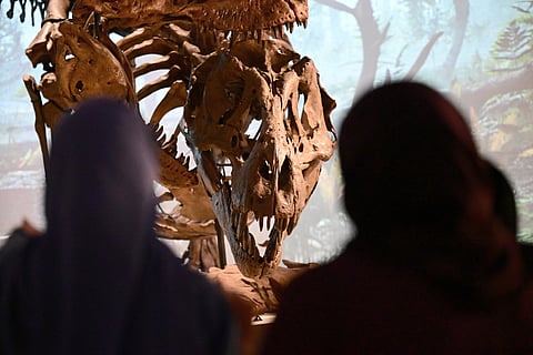 Visitors stand looking at a Tyrannosaurus rex fossil at the newly opened Natural History Museum in Saadiyat Cultural District of Abu Dhabi on November 22, 2025.