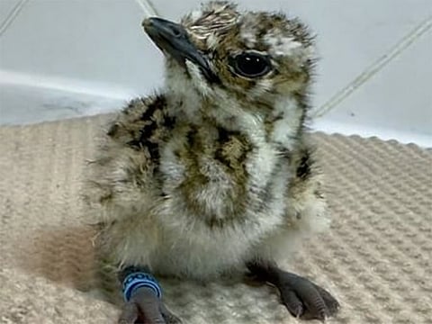 IFHC says the November arrival of Asian houbara chick reflects decades of science-led breeding and the UAE’s long-term conservation vision.