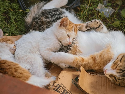 One rescue led to another, and before she realised it, her home had transformed into a shelter housing more than 120 cats.